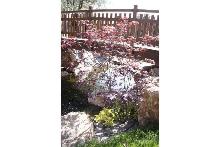 Acer palmatum 'Bloodgood' -428