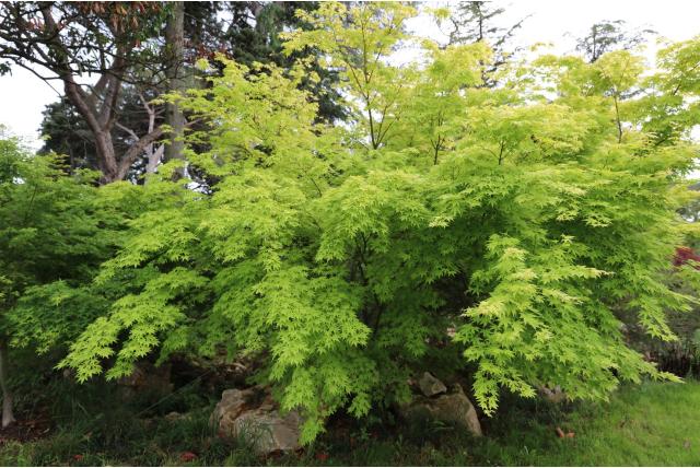 Japanse esdoorn 'Orange Dream'