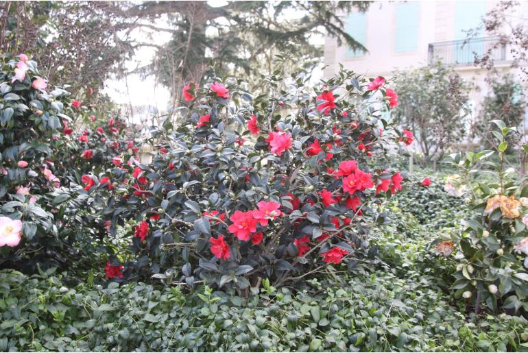 Camellia hybride 'Freedom Bell' -442