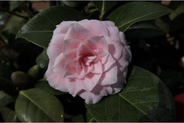 Japanse Camellia 'Souvenir de Bahuaud Litou'