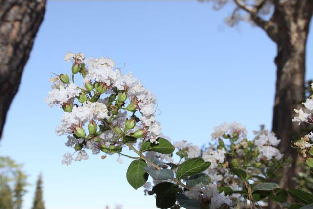 Lagerstroemia 'Kimono'