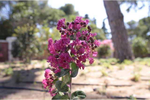 Lagerstroemia 'Perigord Pourpre'