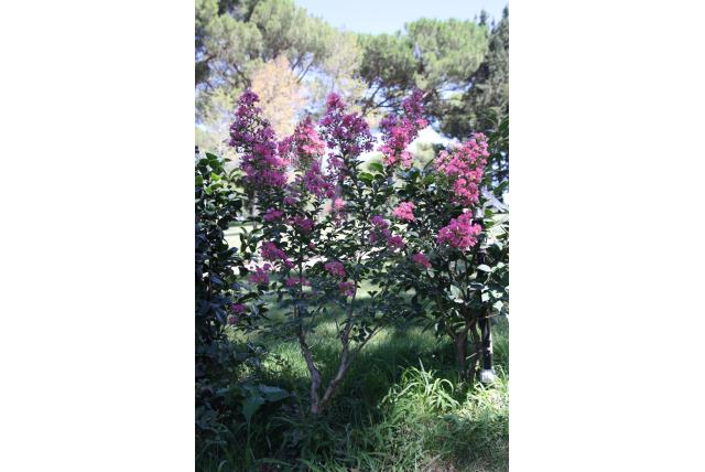 Lagerstroemia 'Bergerac'