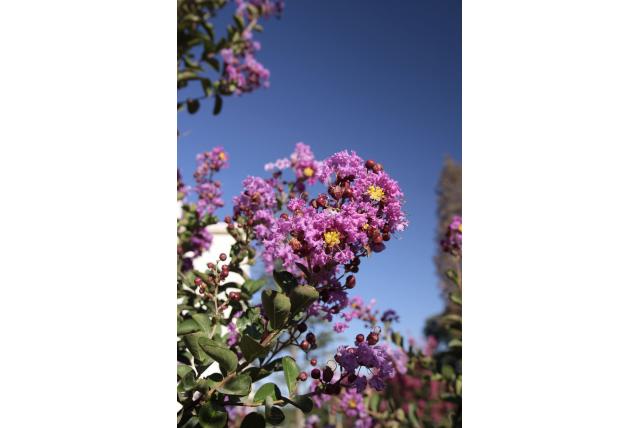 Lagerstroemia 'Terre Chinoise'