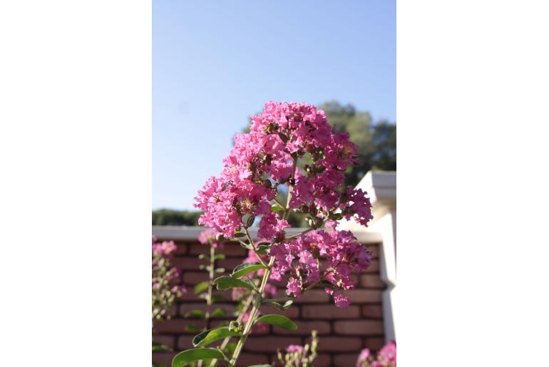 Lagerstroemia indica 'Yang Tse' -483