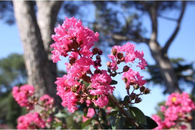 Lagerstroemia 'Souvenir d'André Desmartis'