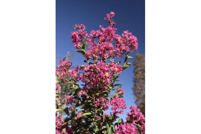 Lagerstroemia 'Saint Emilion'