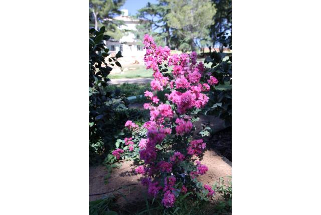 Lagerstroemia 'Montbazillac'