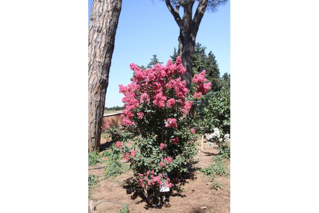 Lagerstroemia 'Grand Cru'