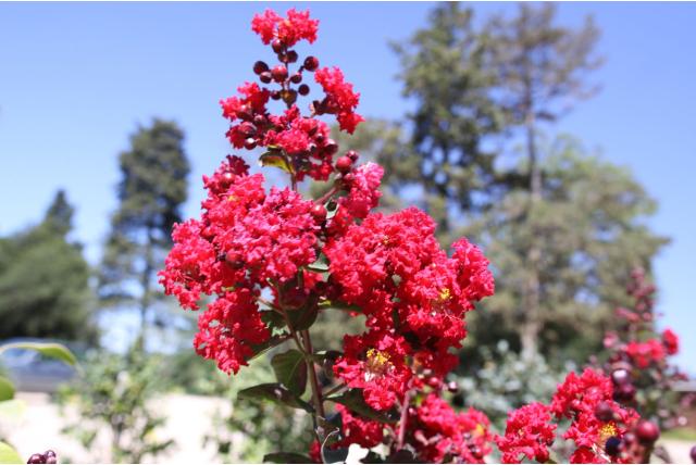 Lagerstroemia 'Dynamite'