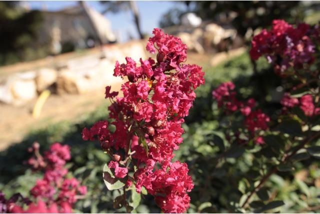Lagerstroemia 'Red Imperator'