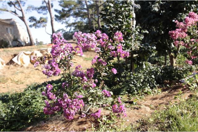Lagerstroemia 'Petit Canaille Mauve'