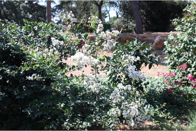 Lagerstroemia 'Petit Canaille Blanc'