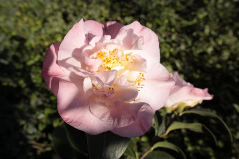 Camellia japonica 'Amabel Lansdell' -511