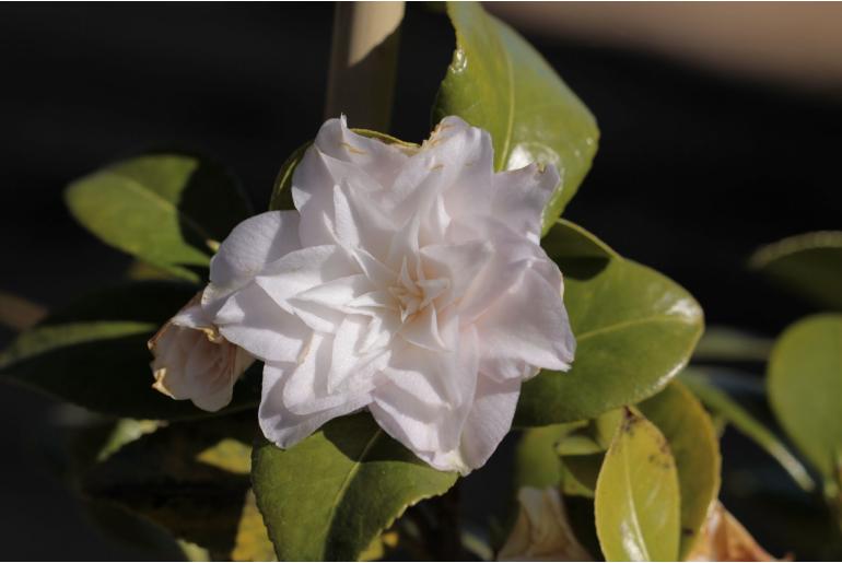 Camellia japonica 'Baby Pearl' -513