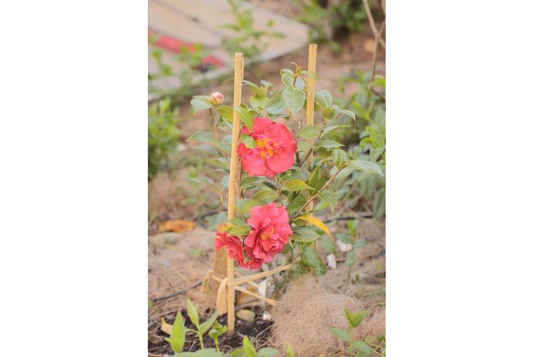 Camellia japonica 'Fred Sander' -516