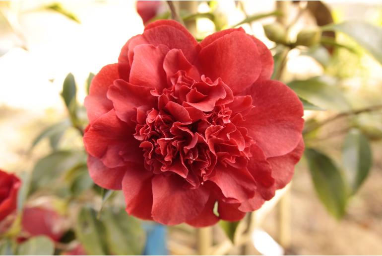 Camellia japonica 'Black Majic' -521