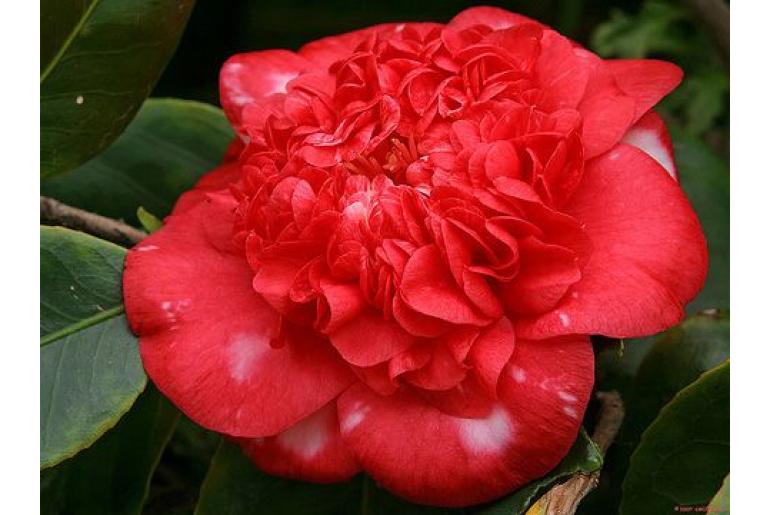 Camellia japonica 'Gigantea' -522