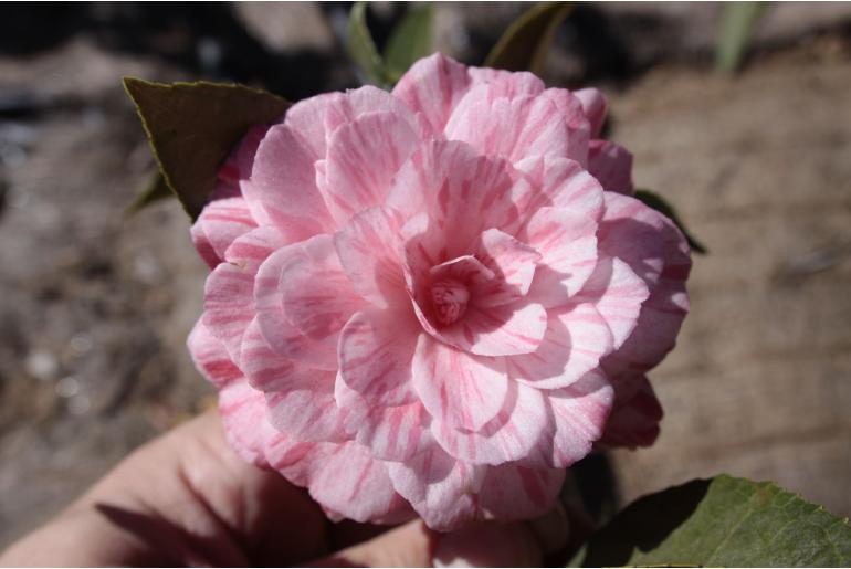 Camellia japonica 'Campari' -527