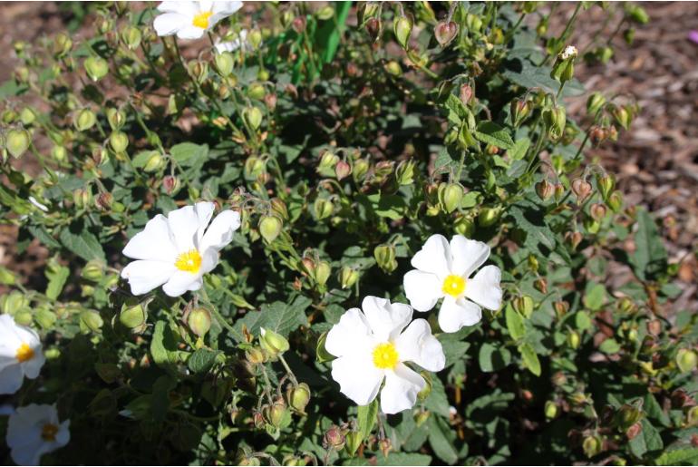 Cistus x hybridus -537