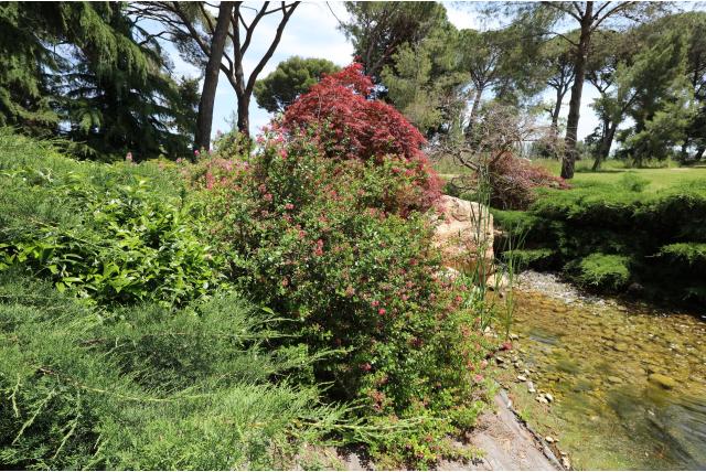 Escallonia 'Red Dream'