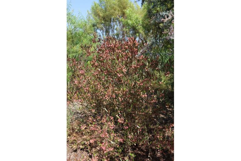 Dodonaea viscosa 'Purpurea' 547