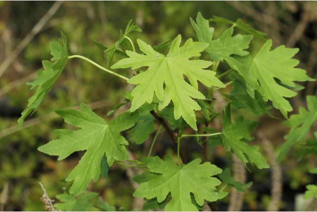 Oosterse amberboom