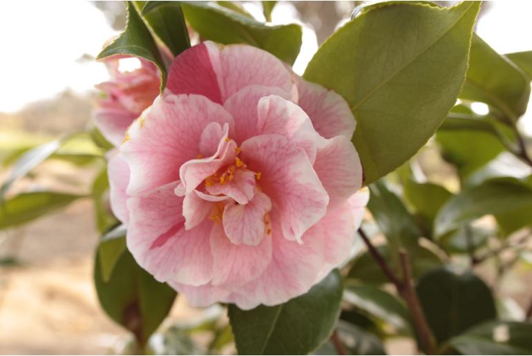 Camellia japonica 'Carol Lynn' -556