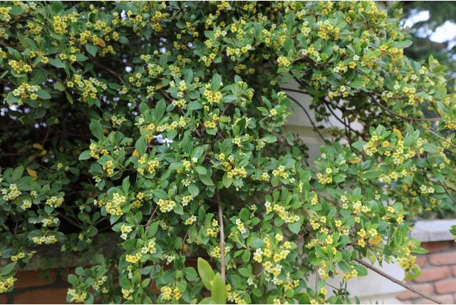 Chinese Pittosporum