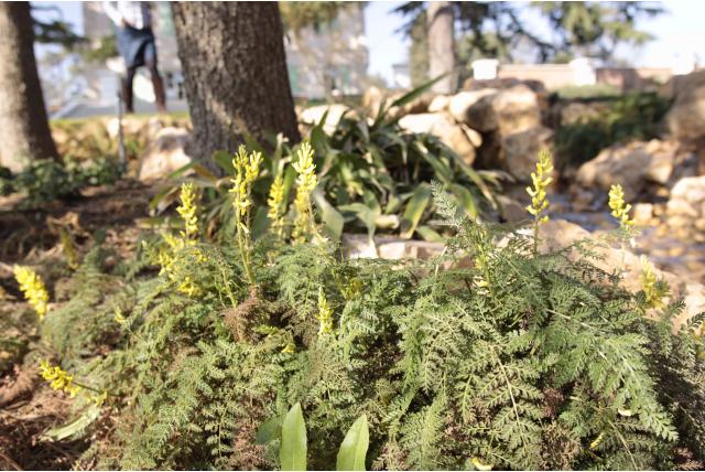 Varenblad corydalis