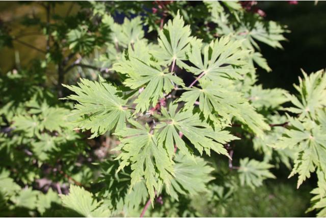 Japanse esdoorn 'Aconitifolium'