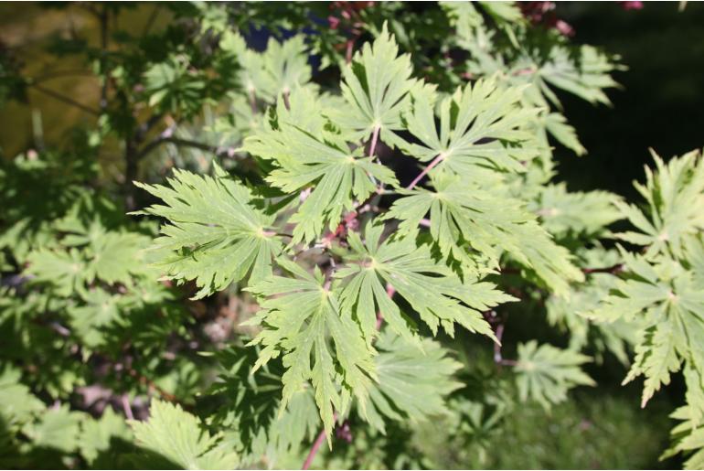 Acer japonicum 'Aconitifolium' -577