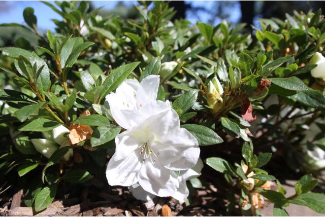 Japanse azalea 'Dai-Setsu-Zan'