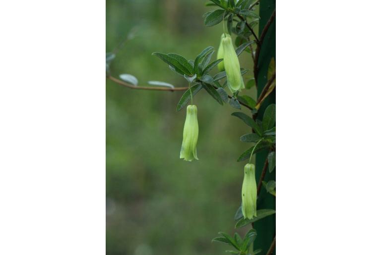 Billardiera longiflora -630