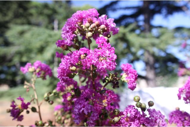 Lagerstroemia 'Pecharment'