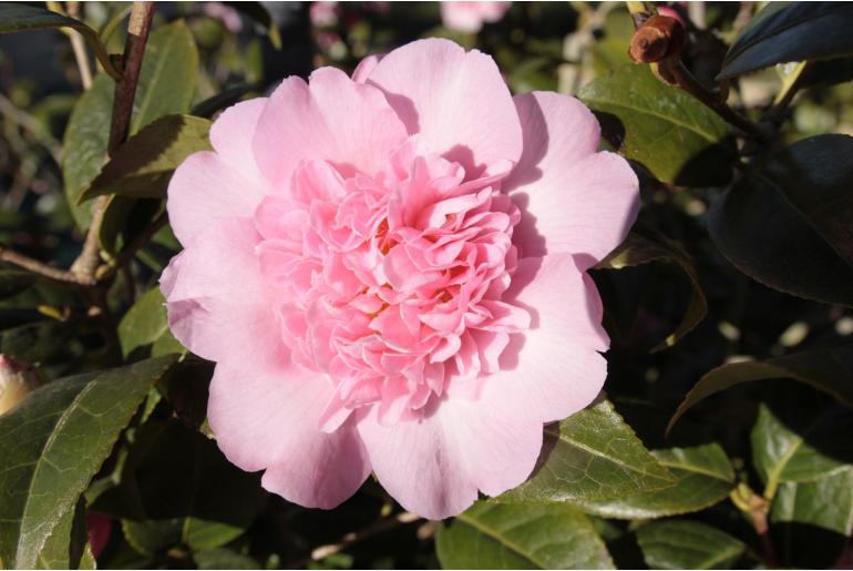 Camellia japonica 'Ballet Queen' -660
