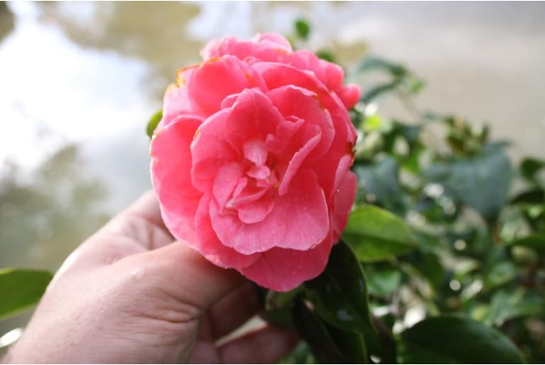 Camellia japonica 'Benibotan' -661