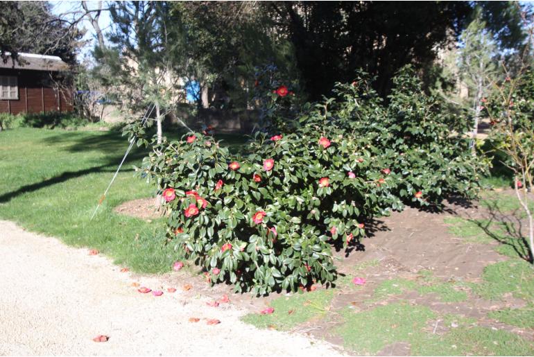 Camellia japonica 'Hiodoshi' -665