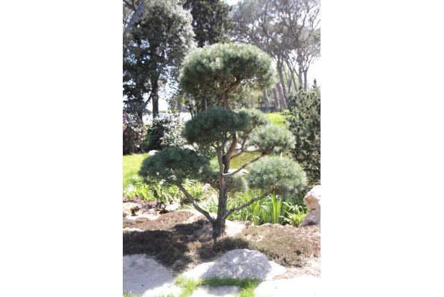 Grove den 'Watereri'