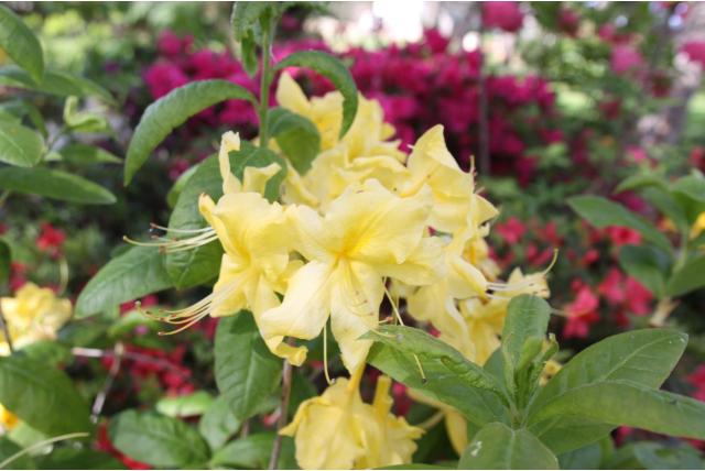 Chinese azalea 'Anneke'