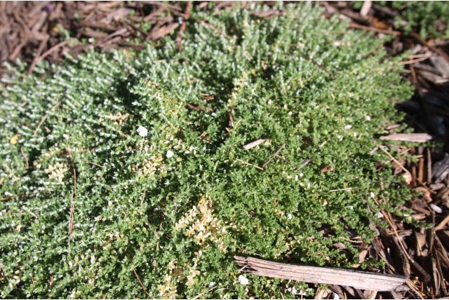 Corsicaans zandkruid