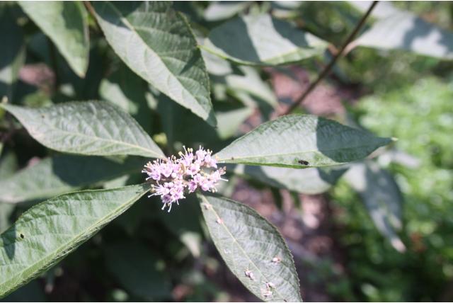 Schoonvrucht 'Giraldi Profusion'