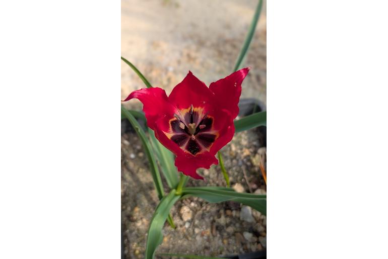 Tulipa ulophylla&nbsp;757