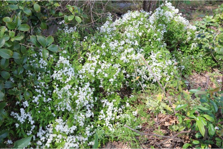 Deutzia crenata 'Nikko' -777