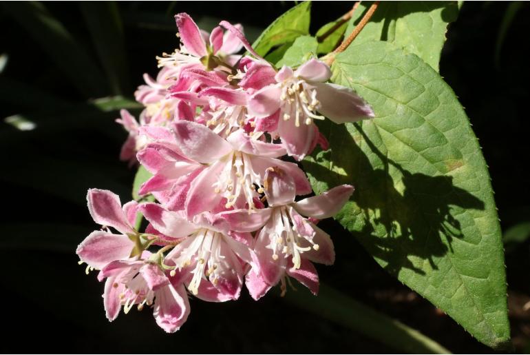 Deutzia purpurea 'Kalmiiflora' -778