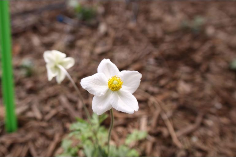 Anemone sylvestris&nbsp;817