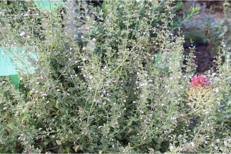 Nepeta x faassenii 825