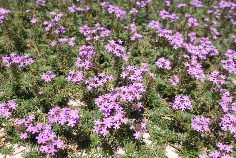 Glandularia tenera&nbsp;862