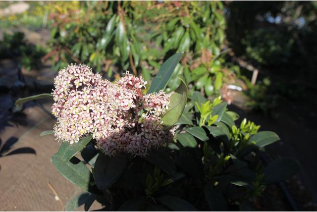 Skimmia de Japan 'Rubella'