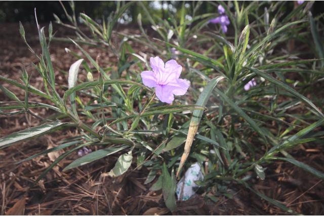 De wilde petunia van Britton 'Rosea'